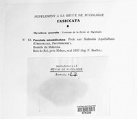 Puccinia mirabilissima image